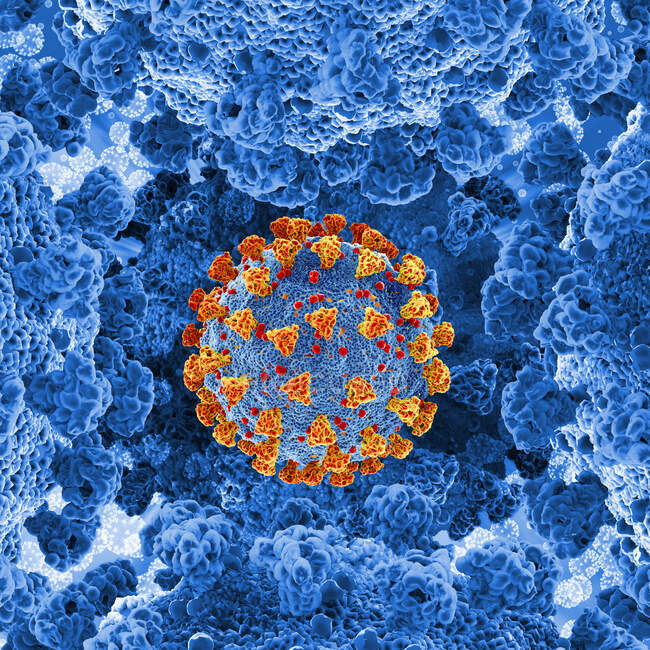 Particules de coronavirus Covid-19, illustration informatique. Le nouveau coronavirus SRAS-CoV-2 (anciennement 2019-CoV) est apparu à Wuhan, en Chine, en décembre 2019. — Photo de stock