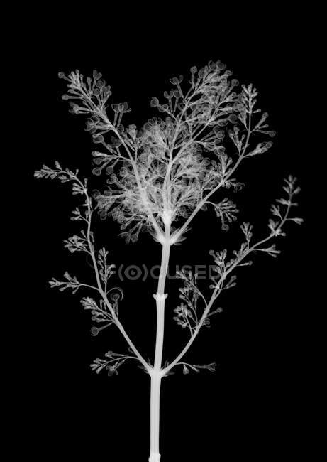 Lilac flower (Syringa sp), X-ray. — Stock Photo