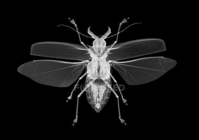 Coccinelle (Macrodontus cervicornis), radiographie. — Photo de stock