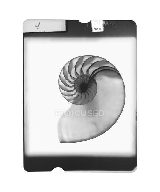 Cáscara del Nautilus, rayos X. - foto de stock