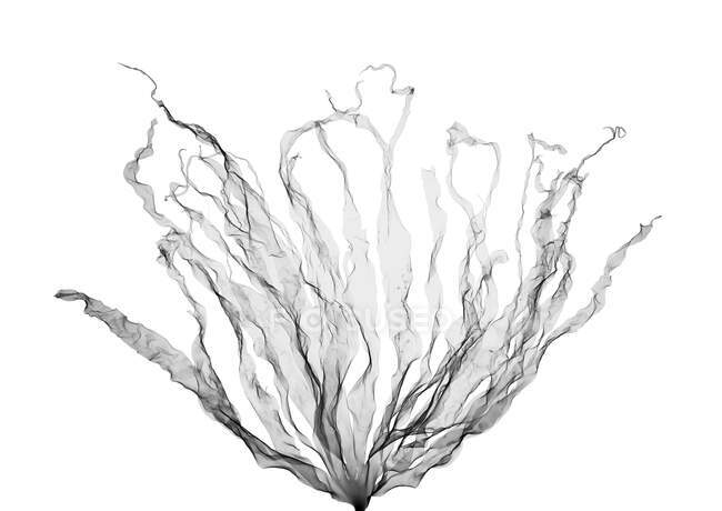 Algas marinas (Laminaria hyperborea), rayos X. - foto de stock
