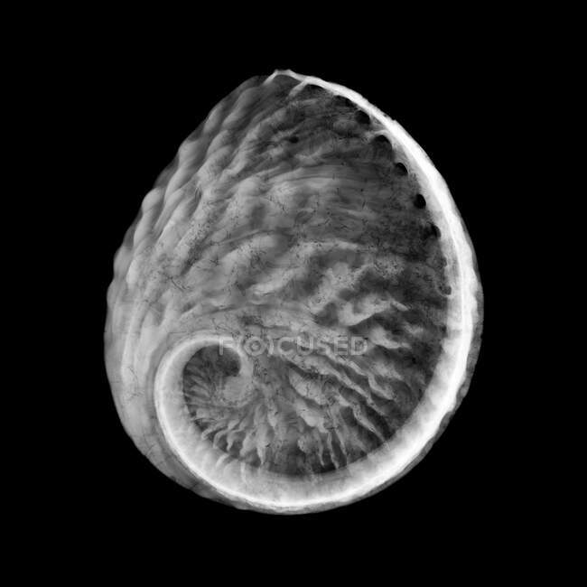 Concha de ostra de pérola, raio-X. — Fotografia de Stock