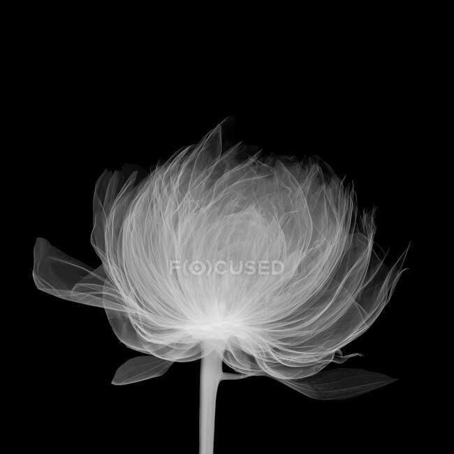 Peonía (Paeonia officinalis), radiografía. - foto de stock