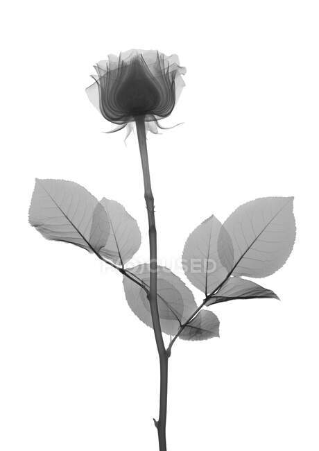Rose stem with leaves, X-ray. — Stock Photo
