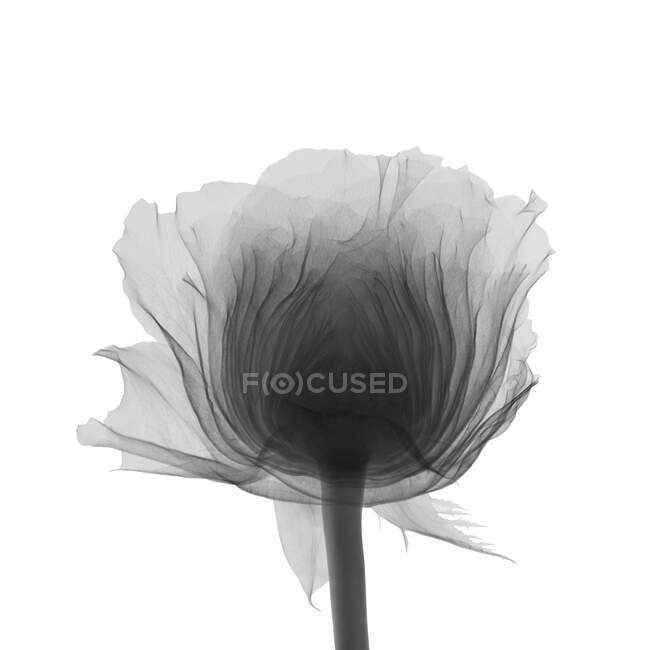 Rose flower head, X-ray. — Stock Photo