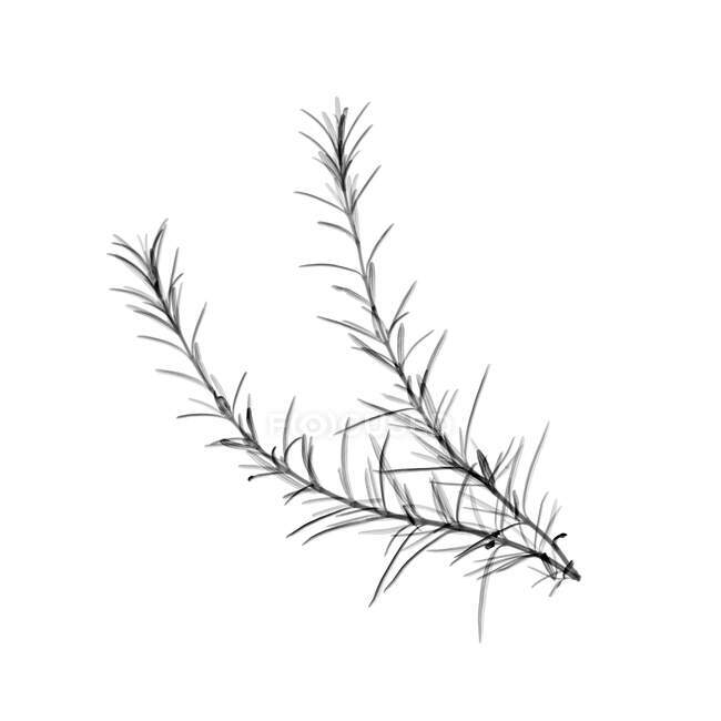 Sprig of rosemary, X-ray, radiology scan — Stock Photo