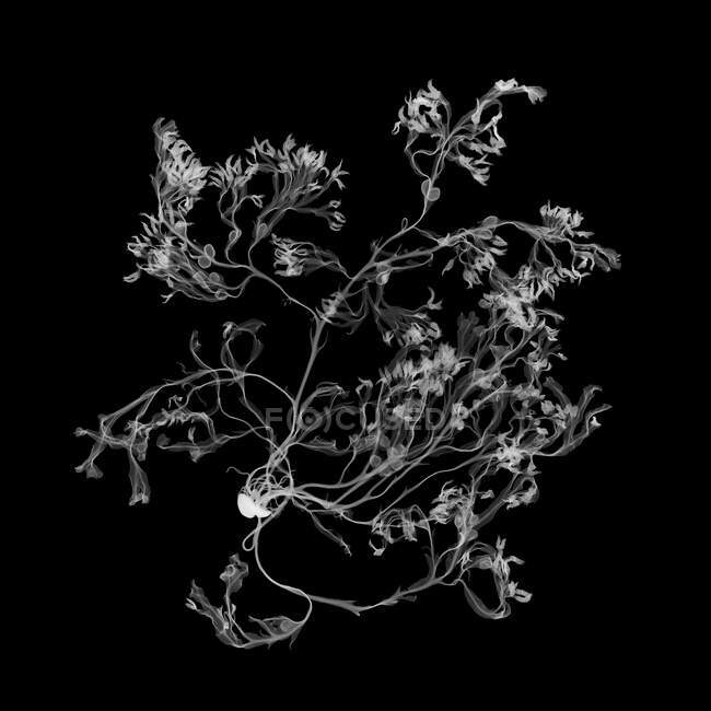 Seaweed (Fucus spiralis), X-ray. — Stock Photo