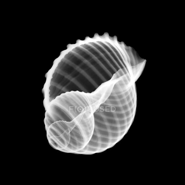 Conch seashell, X-ray, radiology scan — Stock Photo