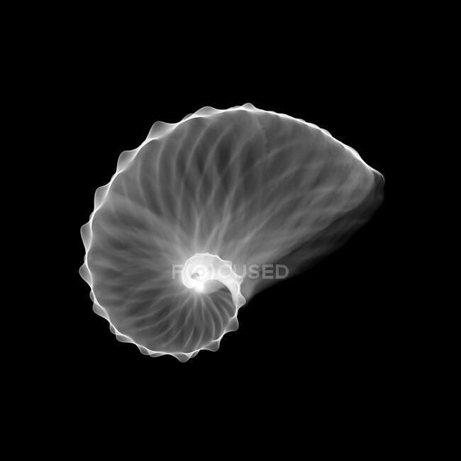 Nautilus shell (Argonauta hians), X-ray. — стокове фото