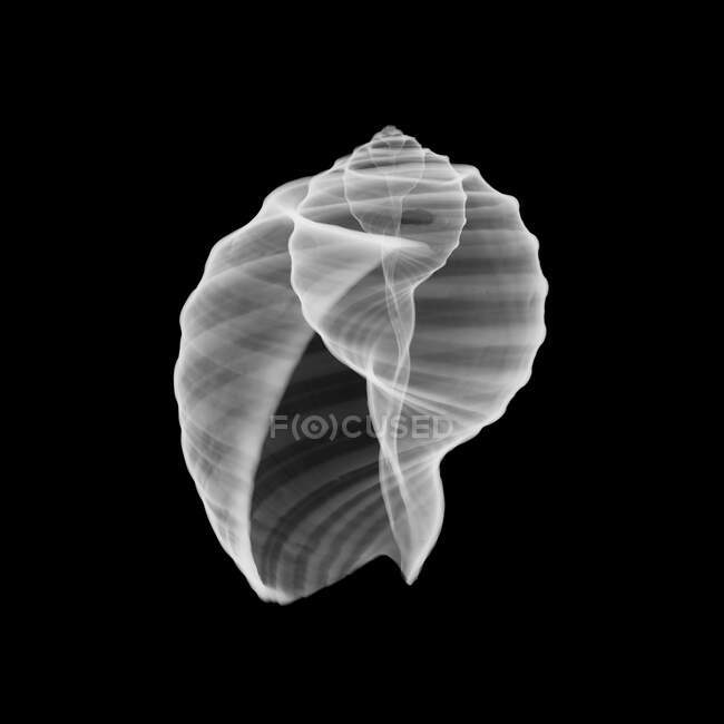 Conch seashell, X-ray. — Stock Photo
