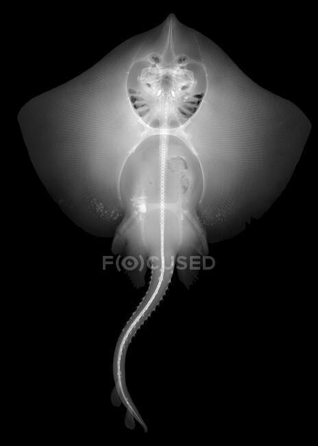 Thornback ray (Raja clavata), X-ray. — Stock Photo