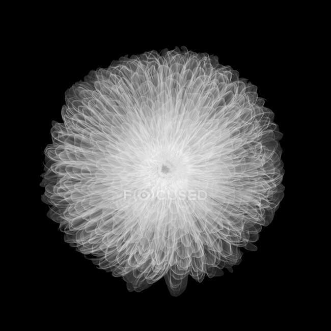 Квітка хризантеми, рентгенівський . — стокове фото