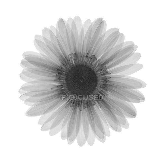 Квітка хризантеми, рентгенівський . — стокове фото