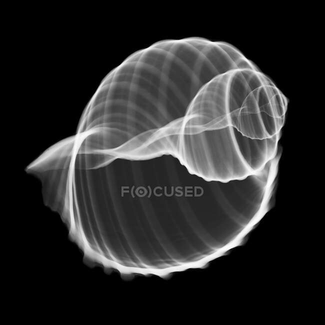 Concha de concha, raio-X. — Fotografia de Stock