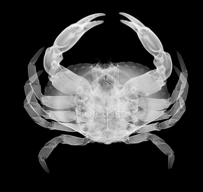 Crabe, radiographie, radiologie — Photo de stock