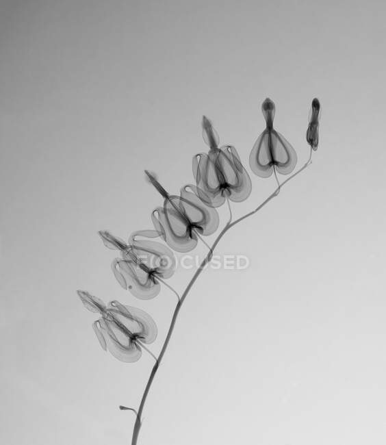 Coeur saignant (Dicentra spectabilis), Rayons X. — Photo de stock