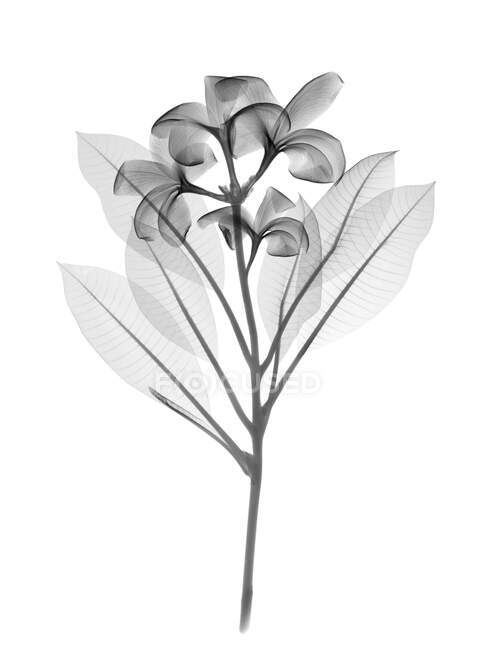 Frangipani (Plumeria sp. ), rayos X. - foto de stock