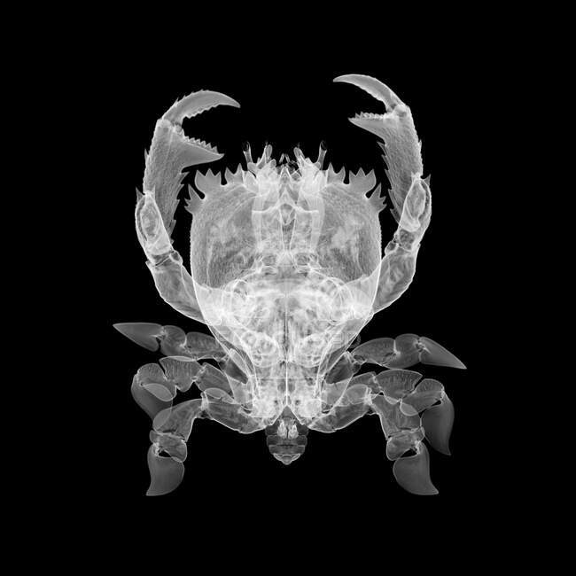 Caranguejo de rã (Ranina ranina), raio-X. — Fotografia de Stock
