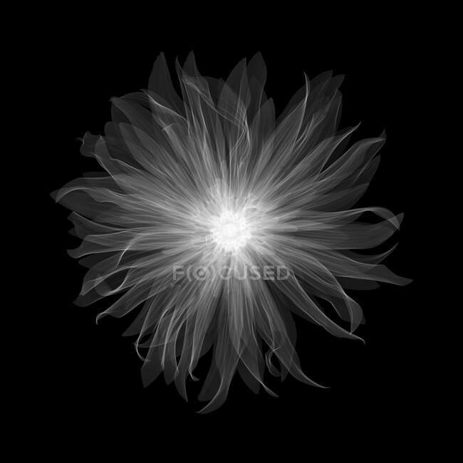 Dahlia Munchen Pablo flower, X-ray. — Stock Photo