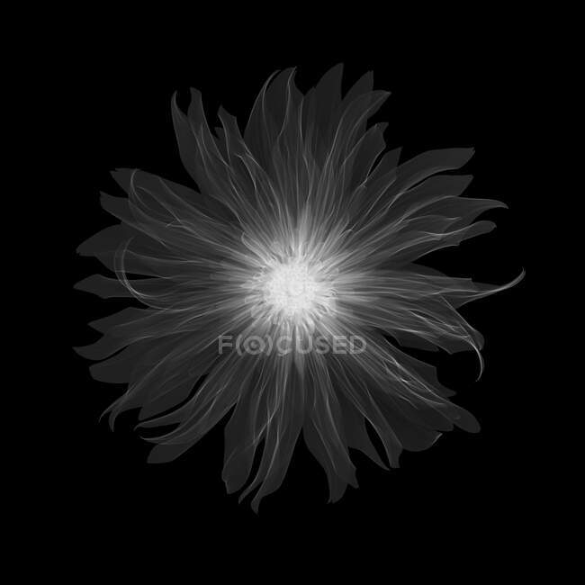 Dahlia Munchen Pablo flower, X-ray. — стокове фото