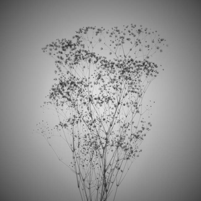 Gypsophila bouquet, X-ray. — Stock Photo