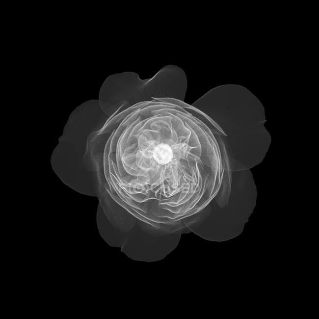 Староанглійська троянда, рентген. — стокове фото