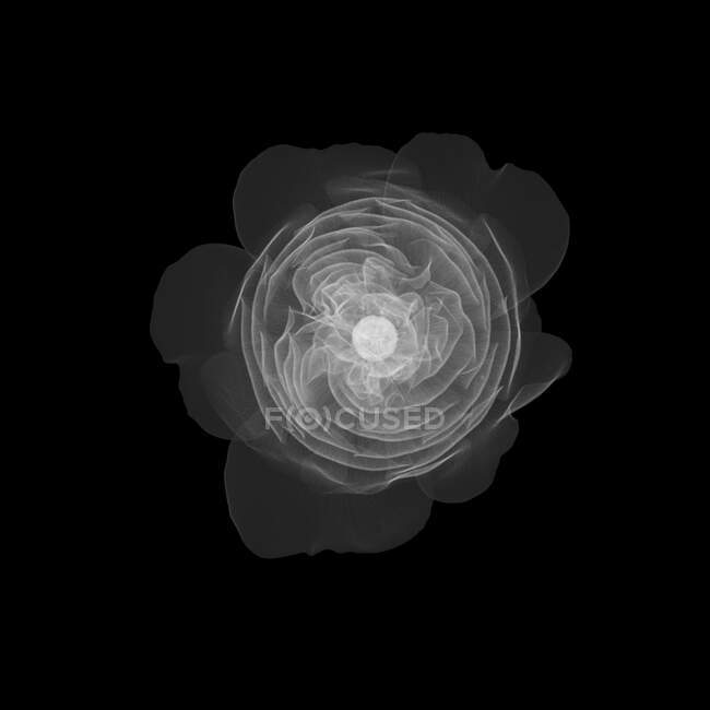 Altenglische Rose, X-ray. — Stockfoto