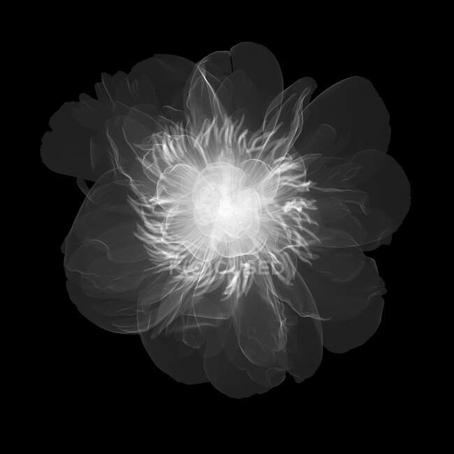 Fiore di peonia (Paeonia officinalis), raggi X. — Foto stock