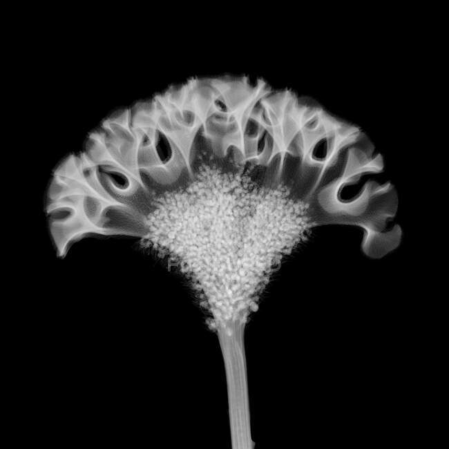 Cabeça de flor de Cockscomb (Celosia cristata), raio-X. — Fotografia de Stock