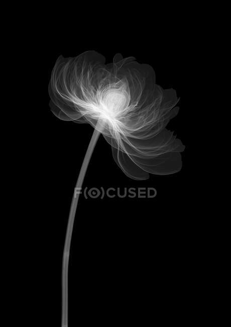 Peônia flor (Paeonia officinalis), raios-X. — Fotografia de Stock