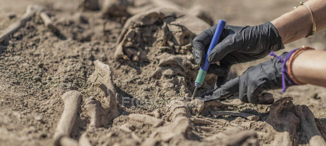 Archaeologist excavating ancient human remains at an archaeological site. — Stock Photo