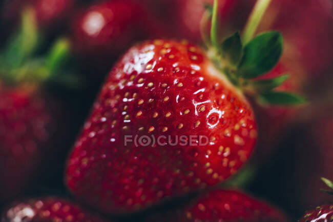 Primer plano de fresas frescas - foto de stock