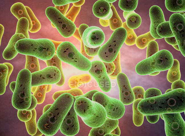 3D-Illustration von Coxiella burnetii Bakterien. Dieses Bakterium befällt Menschen und andere Tiere wie Rinder, Schafe, Ziegen, Katzen und Hunde. Es ist die Ursache des Q-Fiebers, einer hochinfektiösen, grippeähnlichen, fiebrigen Erkrankung — Stockfoto
