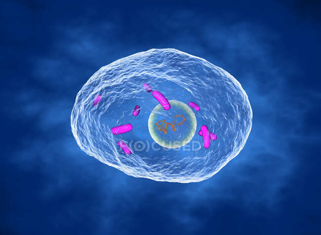3D-Illustration von Pneumocystis jirovecii (früher bekannt als Pneumocystis carinii) opportunistischem hefeähnlichen Pilz, der bei Patienten mit HIV eine Lungenentzündung verursacht. — Stockfoto