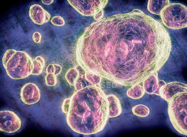 3d ilustración de Pneumocystis jirovecii (anteriormente conocido como Pneumocystis carinii) hongo oportunista similar a la levadura que causa neumonía en pacientes con VIH. - foto de stock