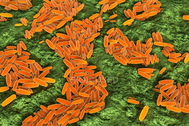 3d ilustración de la bacteria Pasteurella multocida. Esto es Gram-negativo, inmóvil, coccobacilos sensibles a la penicilina pertenecientes a la familia Pasteurellaceae - foto de stock