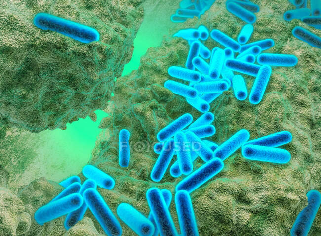 Illustration 3D de la bactérie Pseudomonas aeruginosa montrant une structure interne. Ces bactéries en forme de bâtonnets Gram négatif se trouvent dans le sol, l'eau et comme flore normale dans l'intestin humain — Photo de stock