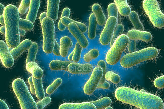 Illustration 3D de Salmonella sp. bactéries présentant une structure interne — Photo de stock