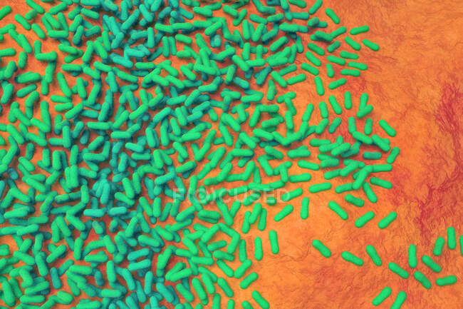 3d иллюстрация Salmonella sp. бактерии с внутренней структурой — стоковое фото