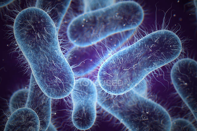 3d ilustración de Salmonella sp. bacterias que muestran estructura interna - foto de stock