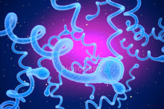 3d ilustración de la bacteria Spirochaete Borrelia, la causa de la enfermedad de Lyme - foto de stock