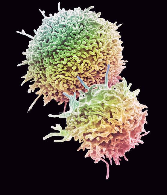 Linfocitos T en reposo. Micrografía electrónica de barrido coloreada (SEM) de linfocitos T en reposo de una muestra de sangre humana. Los linfocitos T, o células T, son un tipo de glóbulos blancos y componentes del sistema inmunitario del cuerpo. - foto de stock
