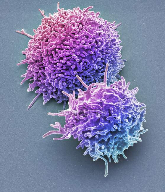 Linfocitos T en reposo. Micrografía electrónica de barrido coloreada (SEM) de linfocitos T en reposo de una muestra de sangre humana. Los linfocitos T, o células T, son un tipo de glóbulos blancos y componentes del sistema inmunitario del cuerpo. - foto de stock