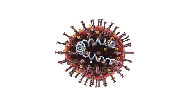Illustrazione 3D che mostra la struttura di un coronavirus. — Foto stock