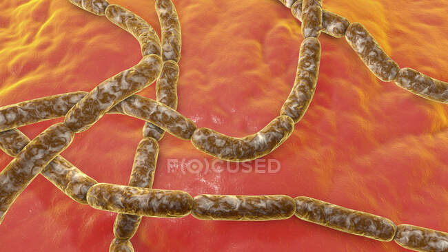 Бактерии сибирской язвы, компьютерная иллюстрация. Бактерии сибирской язвы (Bacillus anthracis) являются причиной заболевания сибирской язвой у людей и скота — стоковое фото