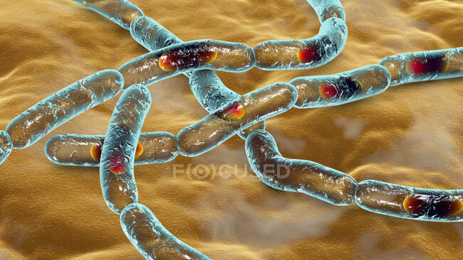 Bacterias del ántrax, ilustración por computadora. Las bacterias del ántrax (Bacillus anthracis) son la causa de la enfermedad del ántrax en humanos y ganado - foto de stock
