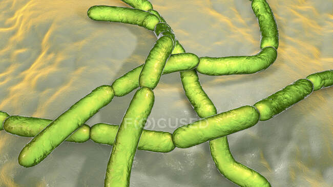 Batteri all'antrace, illustrazione al computer. Batteri antrace (Bacillus anthracis) sono causa di antrace malattia negli esseri umani e bestiame — Foto stock