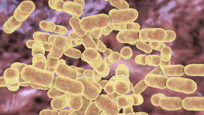 Kingella kingae bacteria, computer illustration. K. kingae is a Gram-negative coccobacillus that is part of the normal flora of children's throats. It can occasionally cause invasive disease, primarily osteomyelitis (bone infection) — Stock Photo