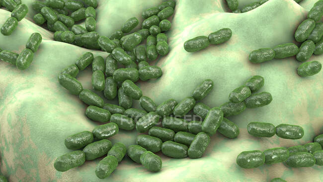 Bacterias Kingella kingae, ilustración por computadora. K. kingae es un coccobacilo gramnegativo que forma parte de la flora normal de las gargantas de los niños. Ocasionalmente puede causar enfermedad invasiva, principalmente osteomielitis (infección ósea) - foto de stock