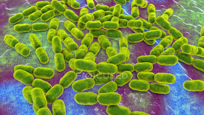 Bacterias Kingella kingae, ilustración por computadora. K. kingae es un coccobacilo gramnegativo que forma parte de la flora normal de las gargantas de los niños. Ocasionalmente puede causar enfermedad invasiva, principalmente osteomielitis (infección ósea) - foto de stock